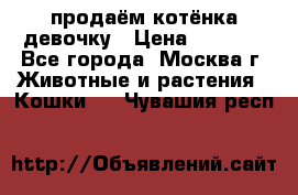 продаём котёнка девочку › Цена ­ 6 500 - Все города, Москва г. Животные и растения » Кошки   . Чувашия респ.